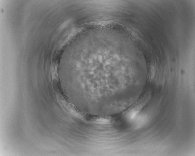 X0000056000236200508191332