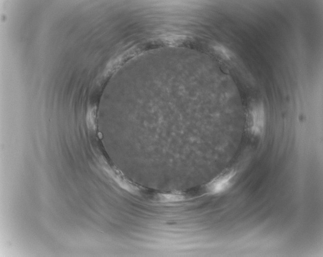 X0000056000286200508191331