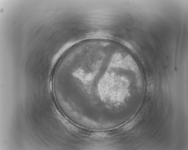 X0000056001462200508261737