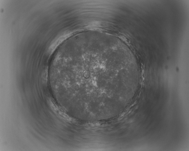 X0000056000194200509021713