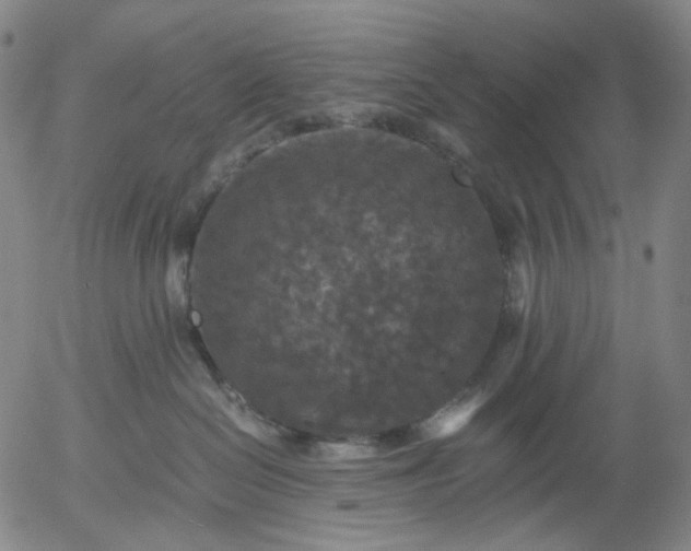 X0000056000286200509021712