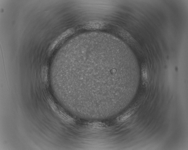 X0000056000396200509021709