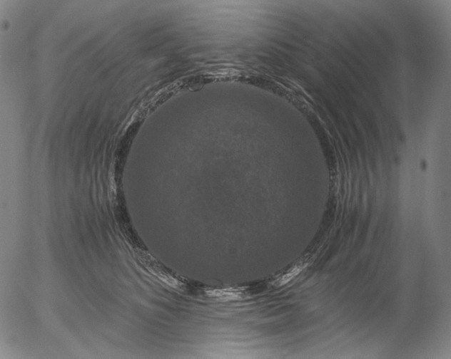 X0000056000516200509021707