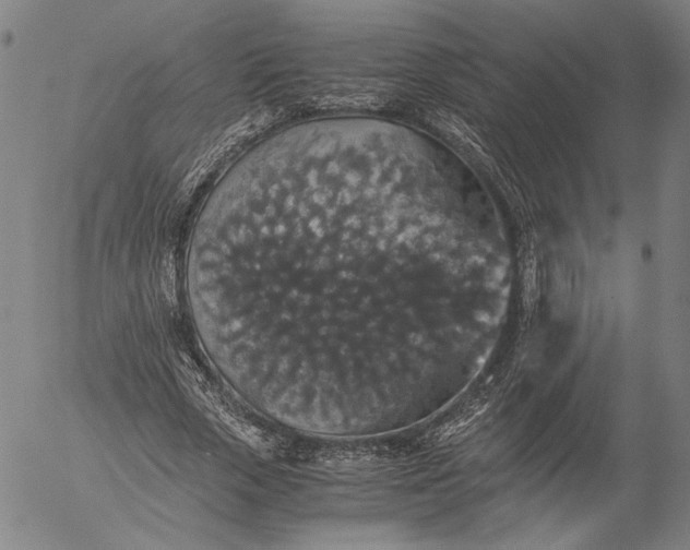 X0000056000729200509021703