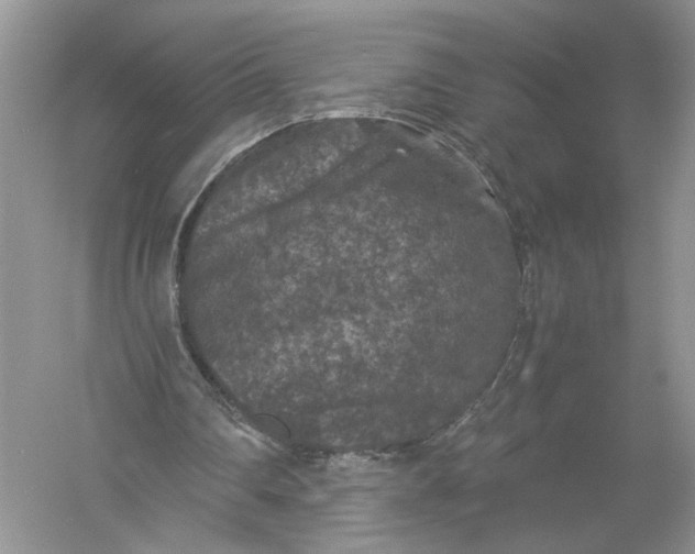 X0000056000290200509092053