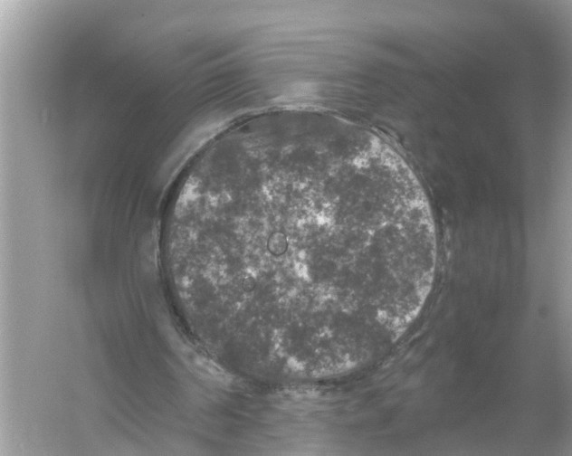 X0000056000194200509162327