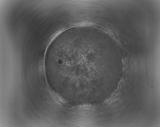 X0000056020196200508221529