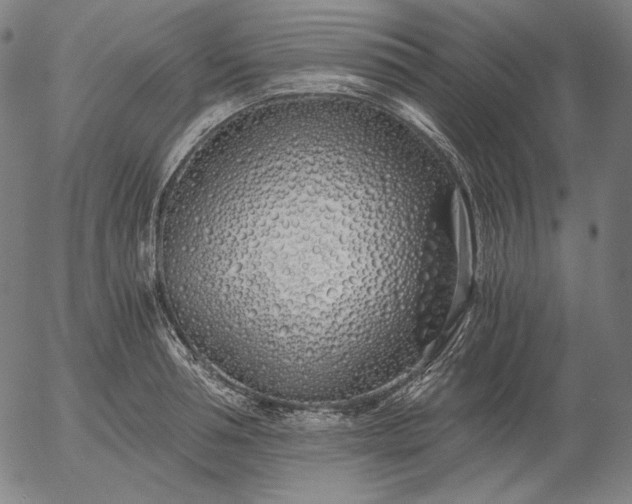 X0000056020994200509021751