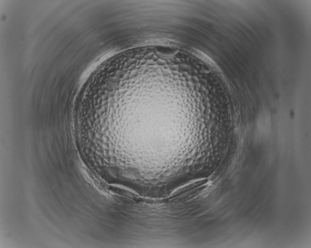 X0000056021043200509021750