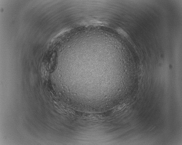 X0000056021063200509021750