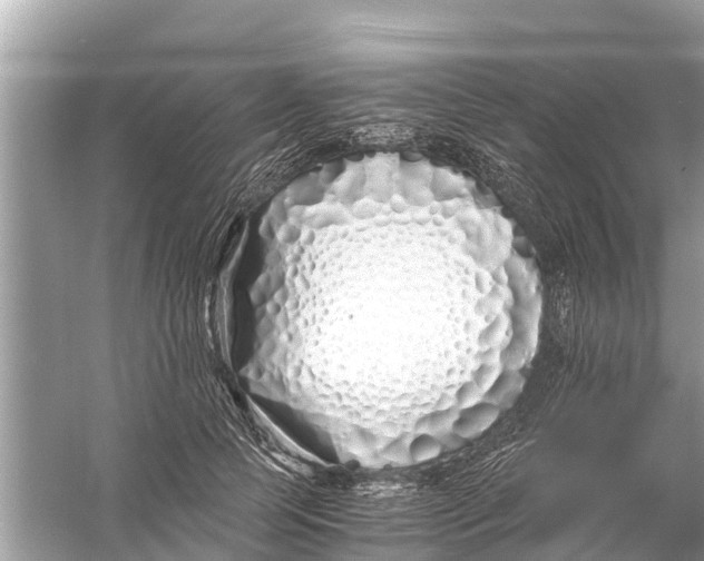 X0000056020745200509170010