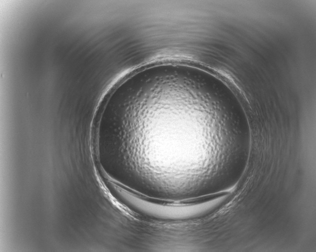 X0000056021038200509170005