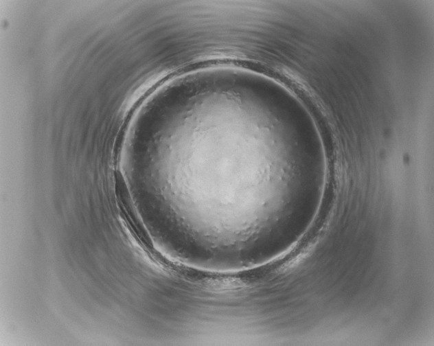 X0000056031129200508191345