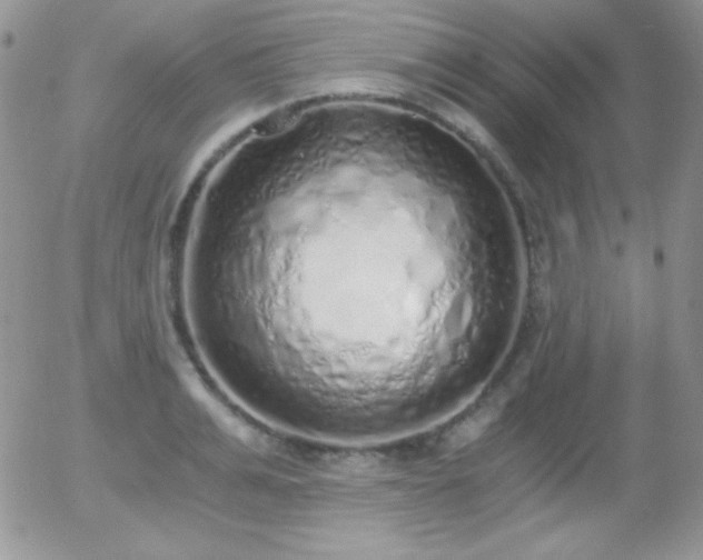 X0000056030991200508221509