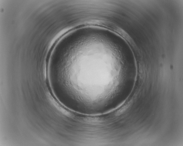 X0000056031036200508221509