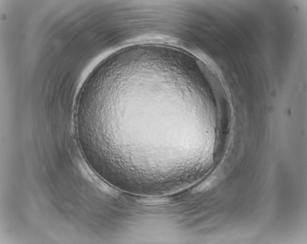 X0000056031296200508221504