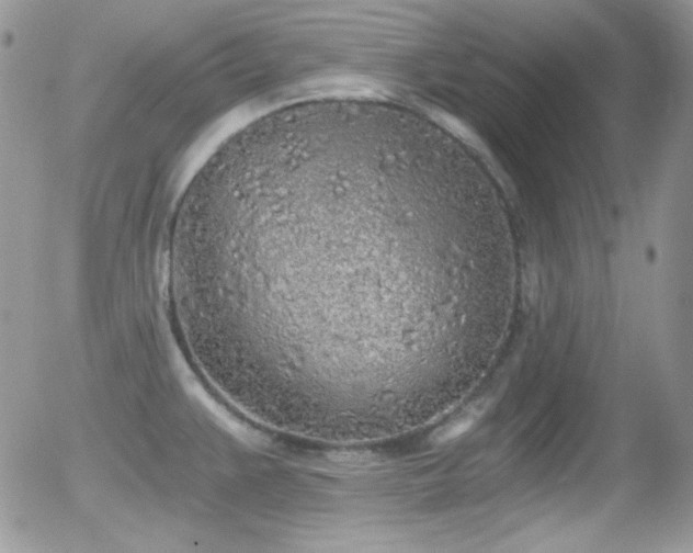 X0000056031383200508221503