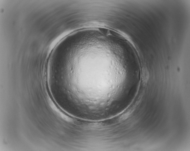 X0000056031387200508221503