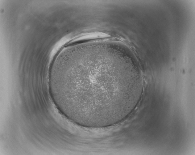 X0000056030006200508261918