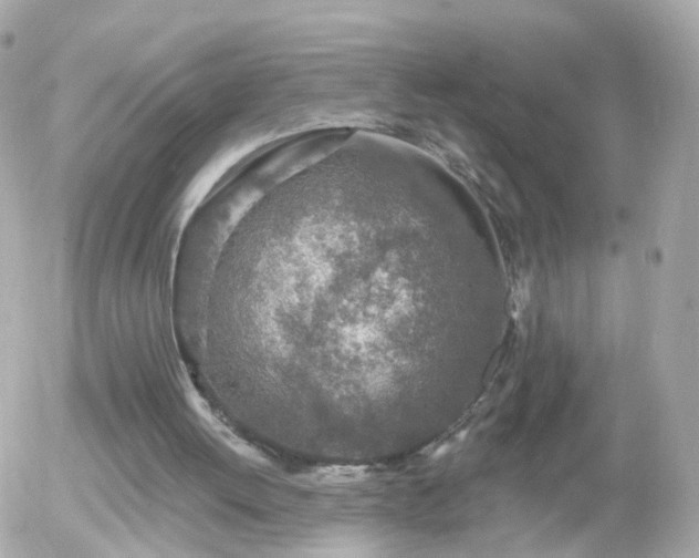 X0000056030052200508261917