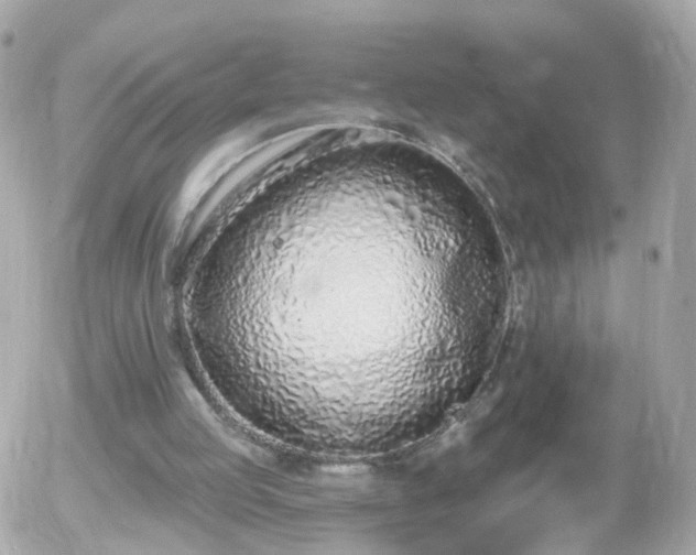 X0000056030053200508261917