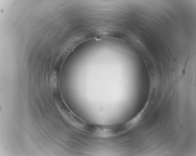 X0000056030174200508261916