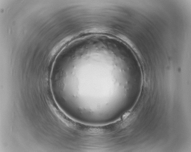 X0000056030437200508261910