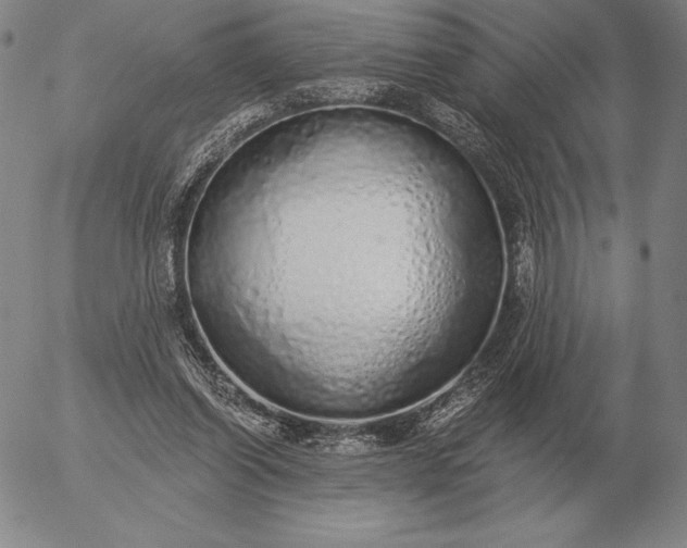 X0000056030254200509021829