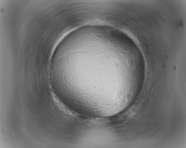 X0000056031008200509021817