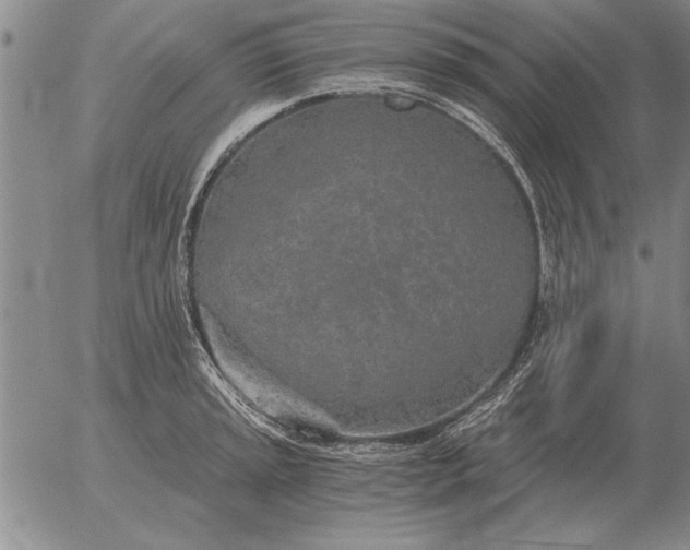 X0000056031045200509021816