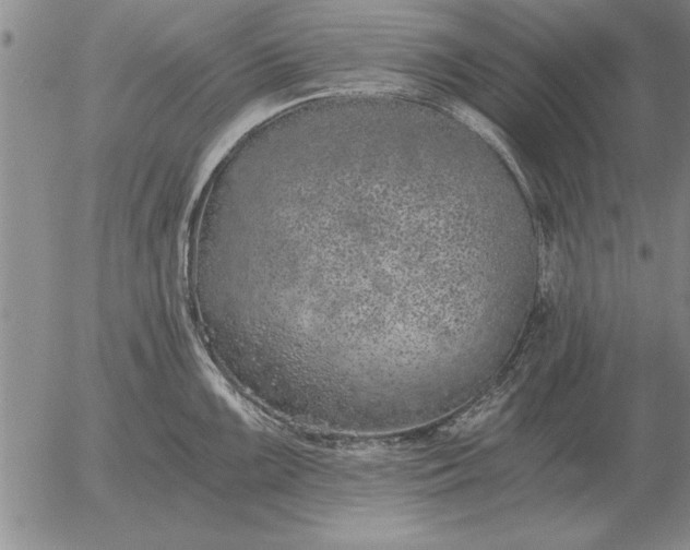 X0000056031099200509021815