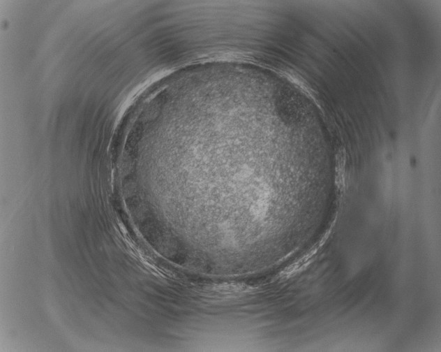 X0000056031117200509021814