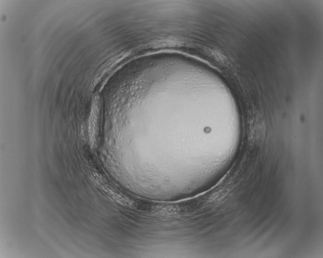 X0000056031217200509021813