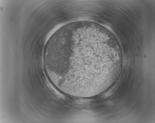 X0000056031294200509021812