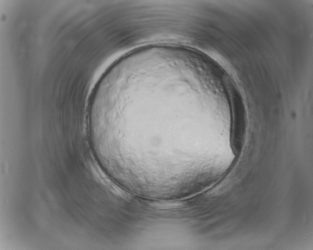 X0000056031296200509021812