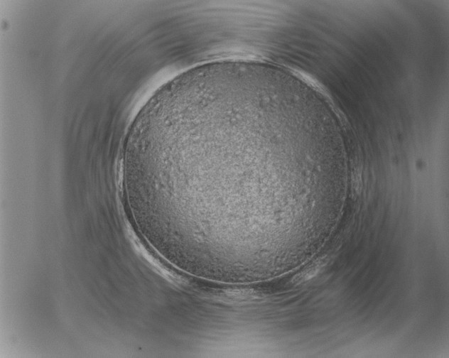 X0000056031383200509021810