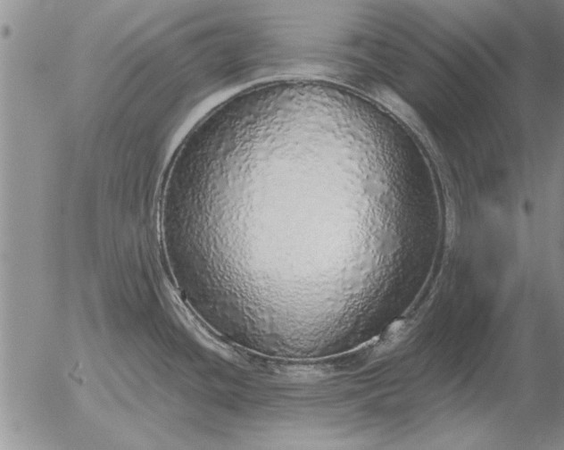 X0000056031436200509021810