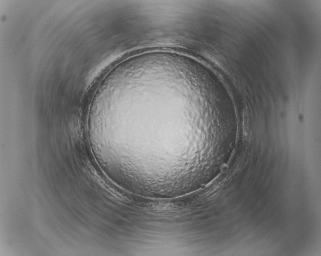 X0000056031452200509021809