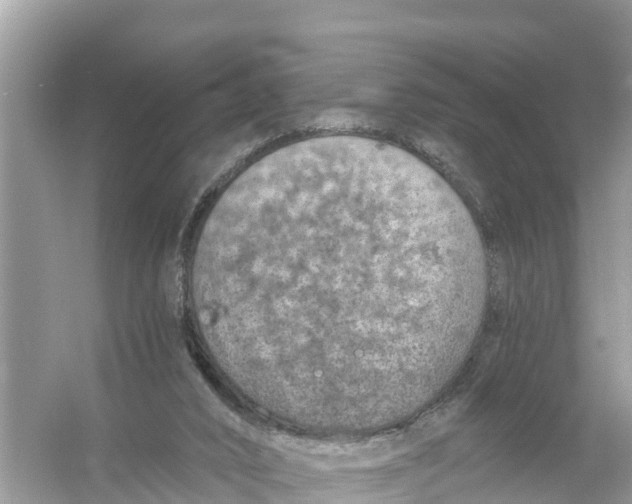 X0000056030016200509170048