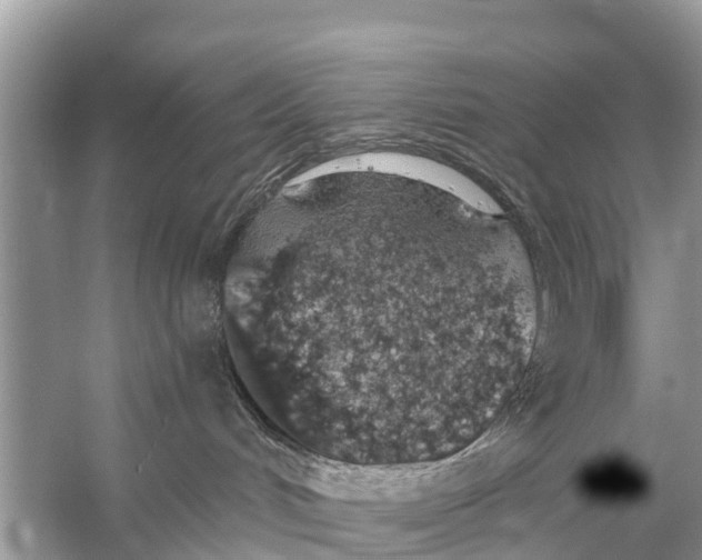 X0000056030048200509170048