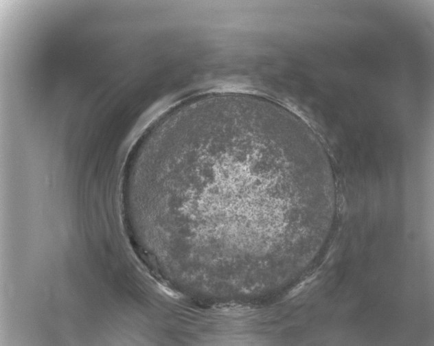 X0000056030199200509170045