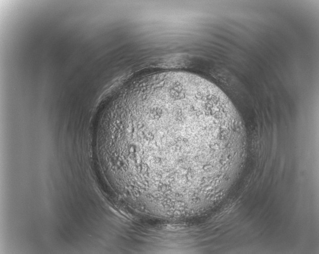 X0000056030303200509170043