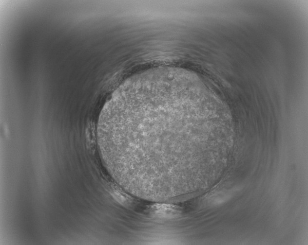 X0000056030528200509170040