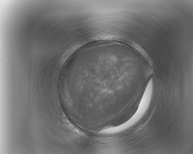 X0000056030577200509170039