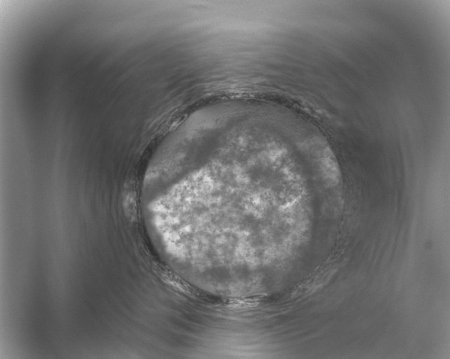 X0000056030720200509170036