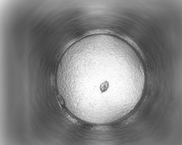 X0000056030953200509170033