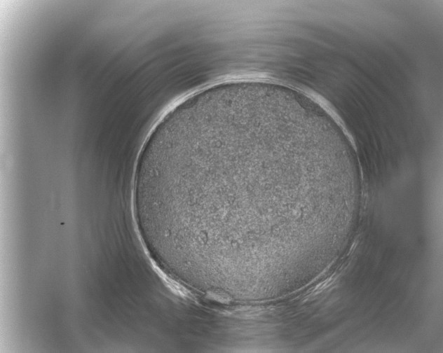 X0000056031245200509170028