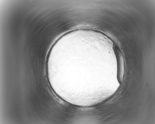 X0000056031296200509170026