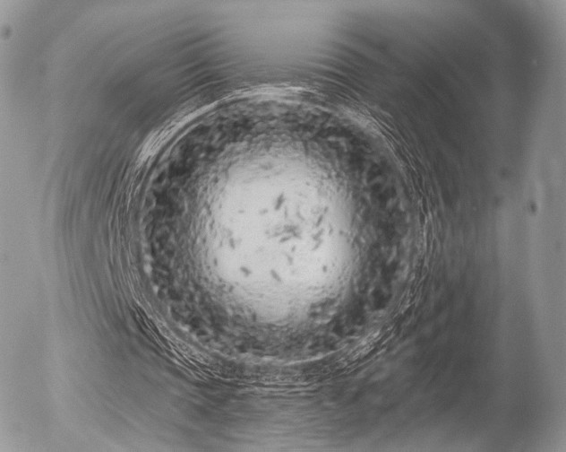 X0000056310337200508261135
