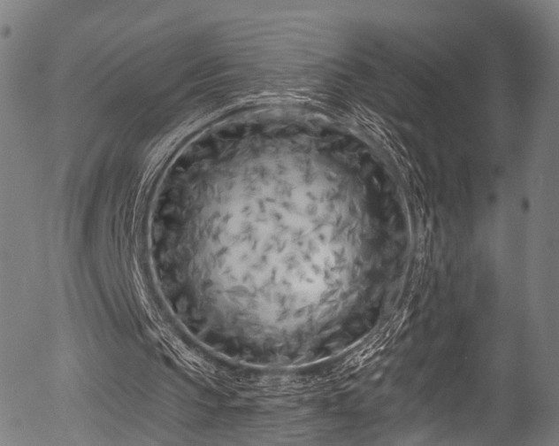 X0000056310145200508291202